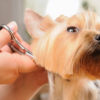 Dog Grooming Services for Healthy Pups
