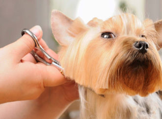 Dog Grooming Services for Healthy Pups