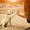 How to Train Your Pets With Positive Reinforcement