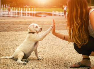 How to Train Your Pets With Positive Reinforcement