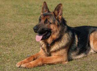 Why is the German Shepherd Considered A Great Family Dog?