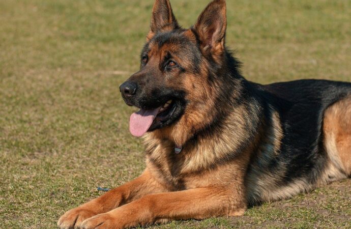 Why is the German Shepherd Considered A Great Family Dog?